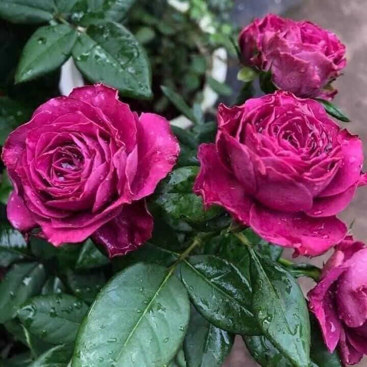 Hoa hồng Variety Information Rose - hồng bụi