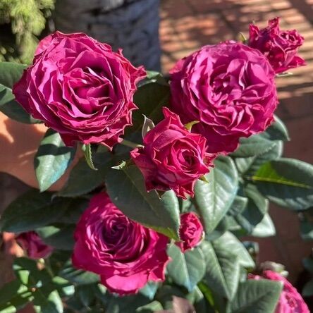 Hoa hồng Variety Information Rose - hồng bụi