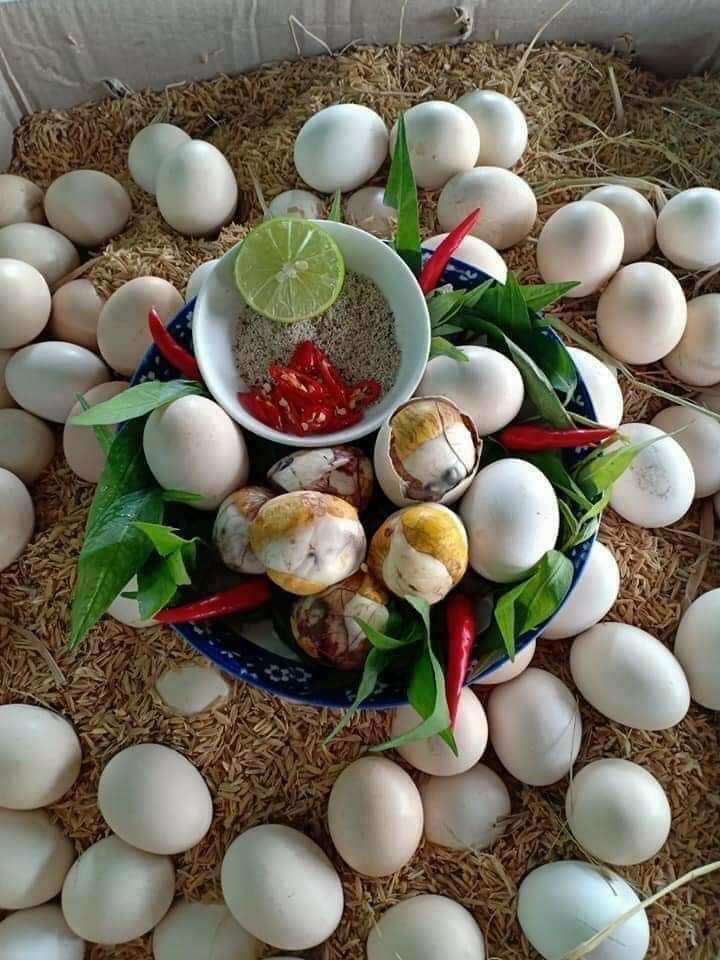10 Trứng gà ta ấp được