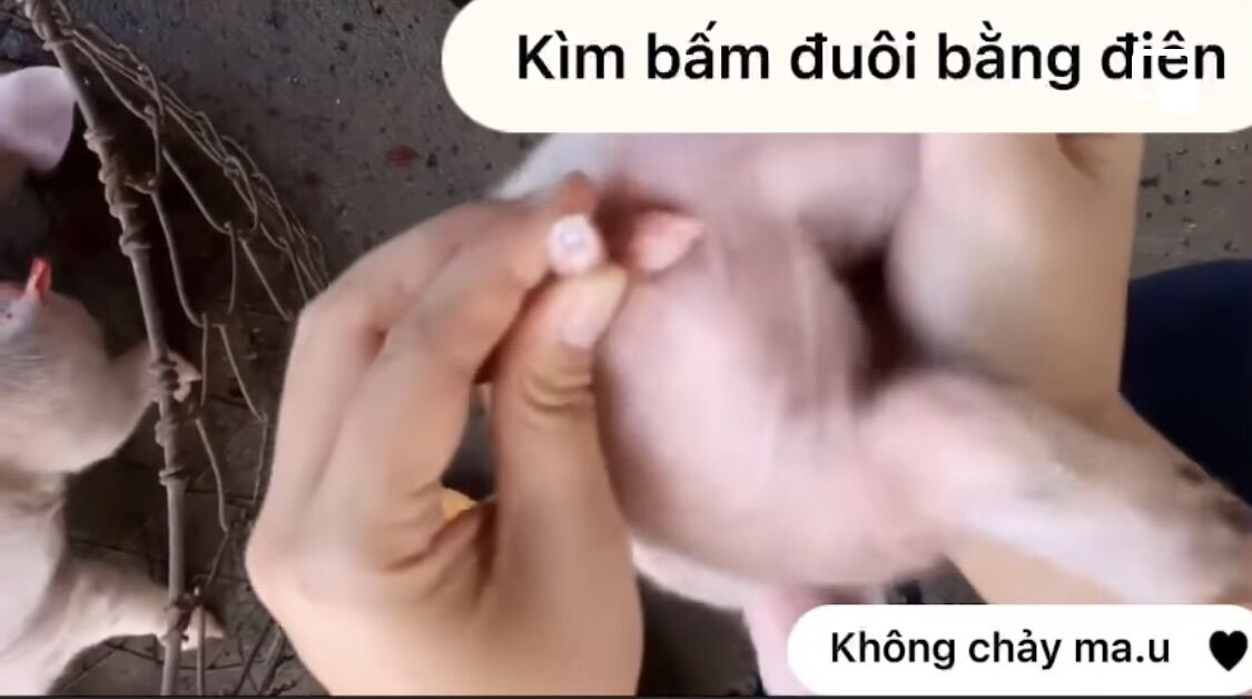 KÌM BẤM ĐUÔI BẰNG ĐIỆN