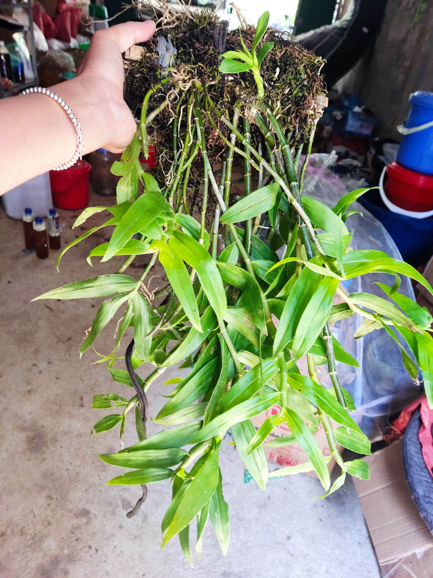 Combo 3 loại lan rừng