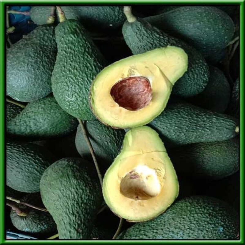 1KG bơ lâm đồng - bơ 034 - bơ núi - bơ sáp - bơ pin / bơ bin -