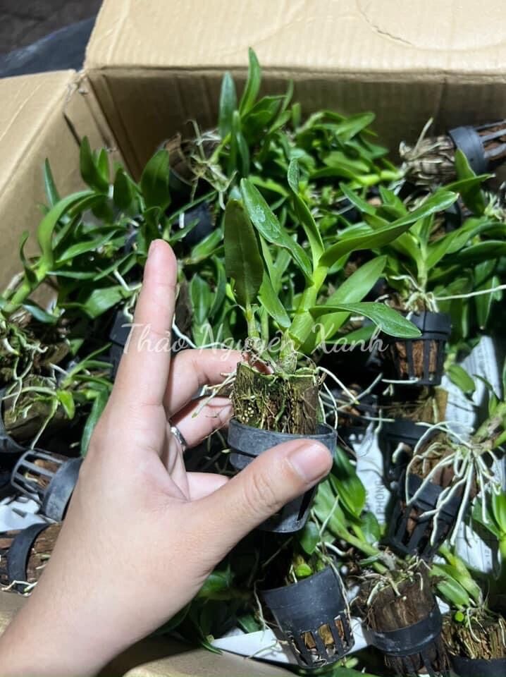 Lan Dendro Nắng Thơm Bà Liễu - Cây Con
