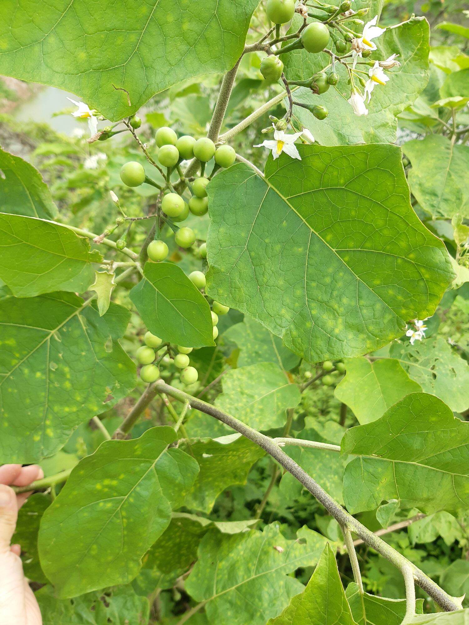 1kg cây cà gai tươi