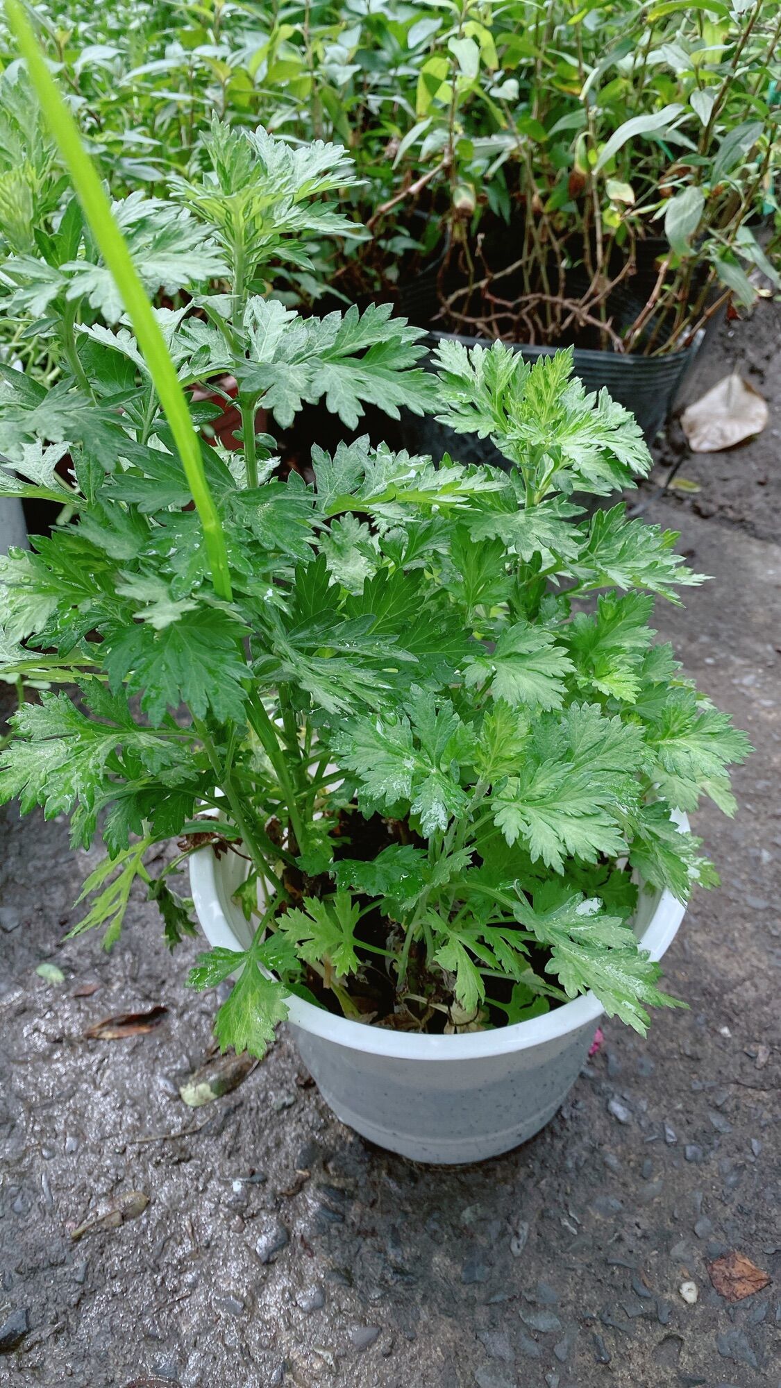 Cây Ngải Cứu