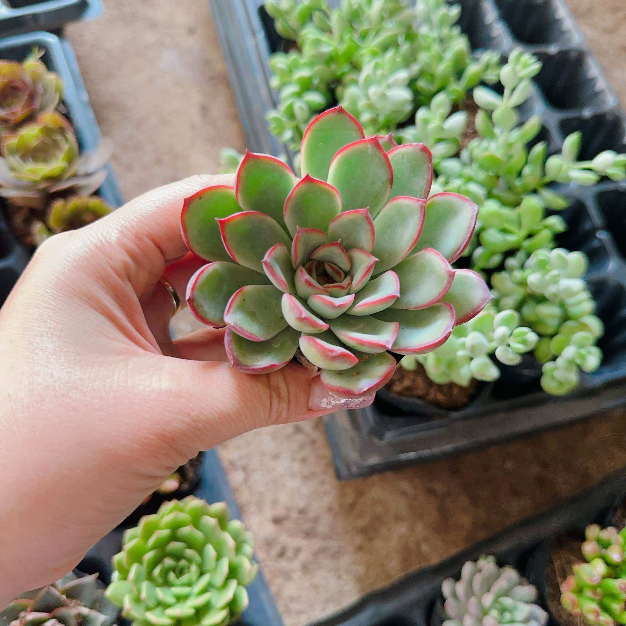 Sen đá viền hồng size bầu 3-5cm