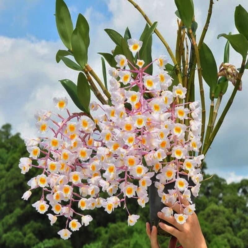 Hoa Lan đột biến kiểu tím (1 thân)