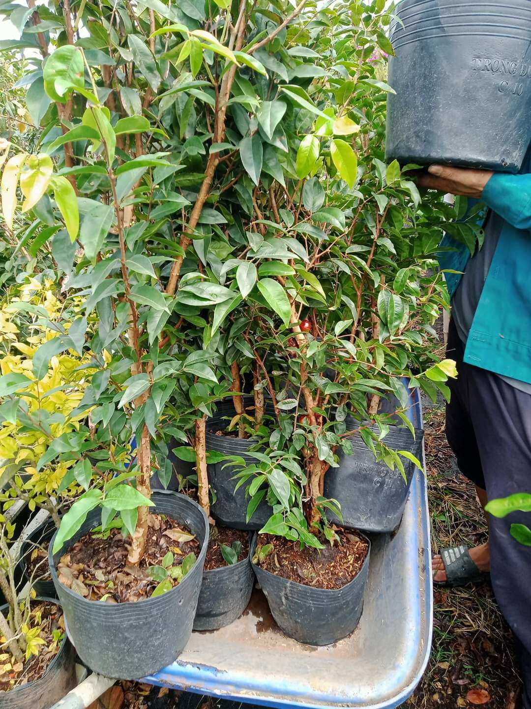 Cây 🌲 Nhỏ Thân Gỗ tứ quý đang trái