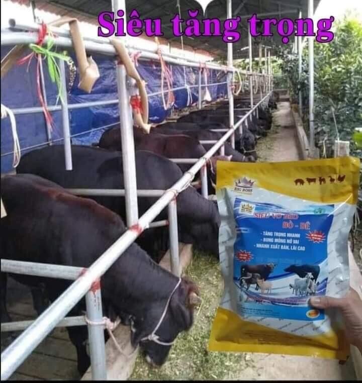 SIÊU VỖ BÉO BÒ DÊ