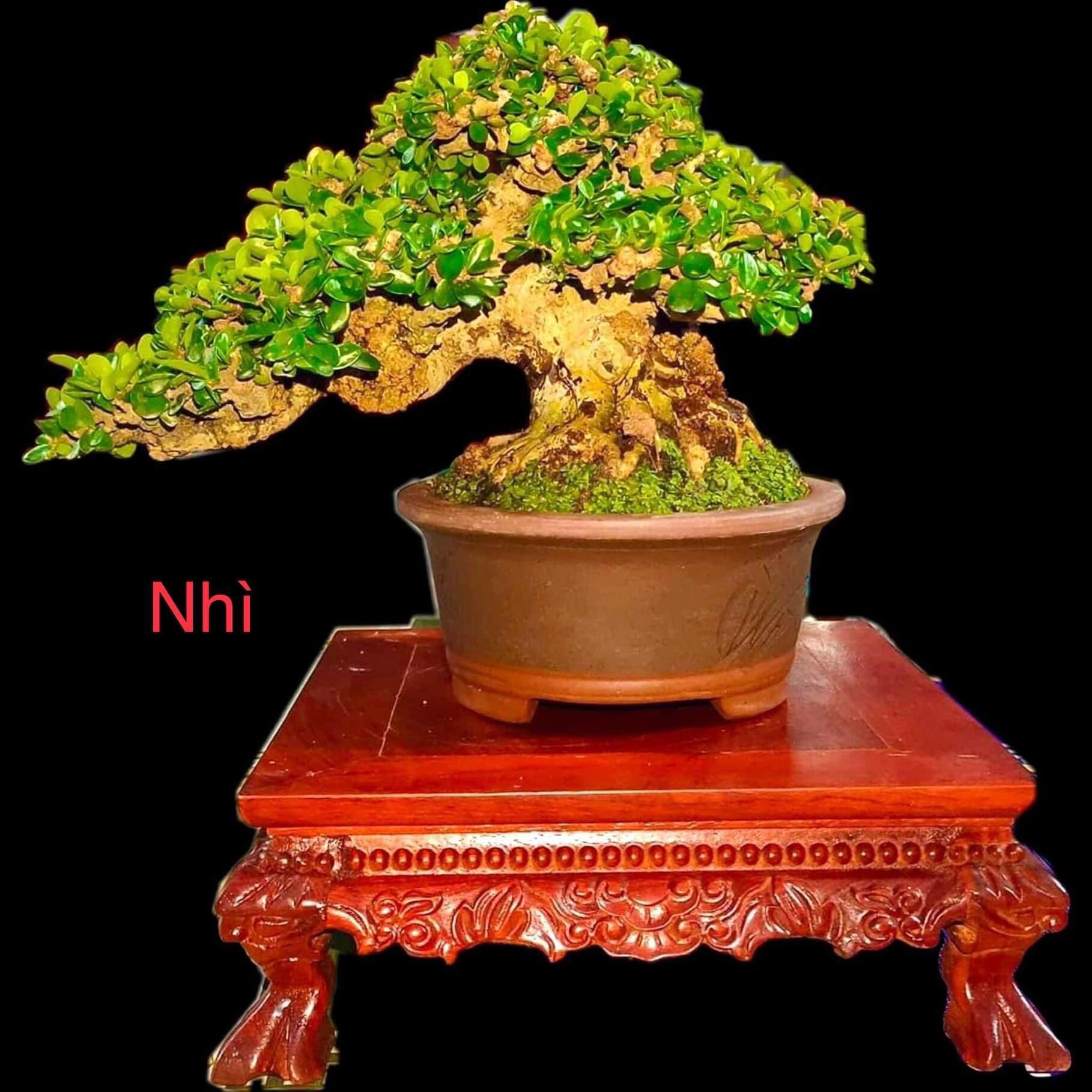 Chậu gốm tàu-chậu cảnh bonsai