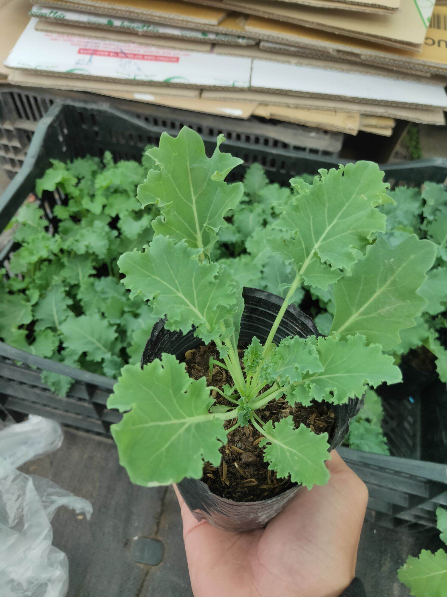 Cây giống Cải Kale giống Mỹ