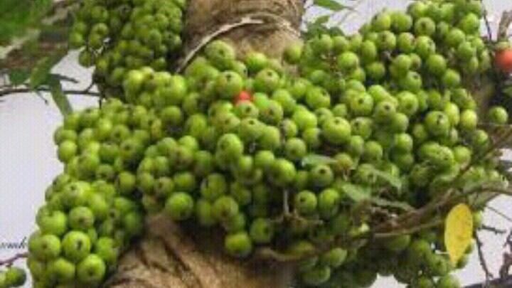Cây giống Sung nếp ta siêu quả trồng 18 tháng có quả
