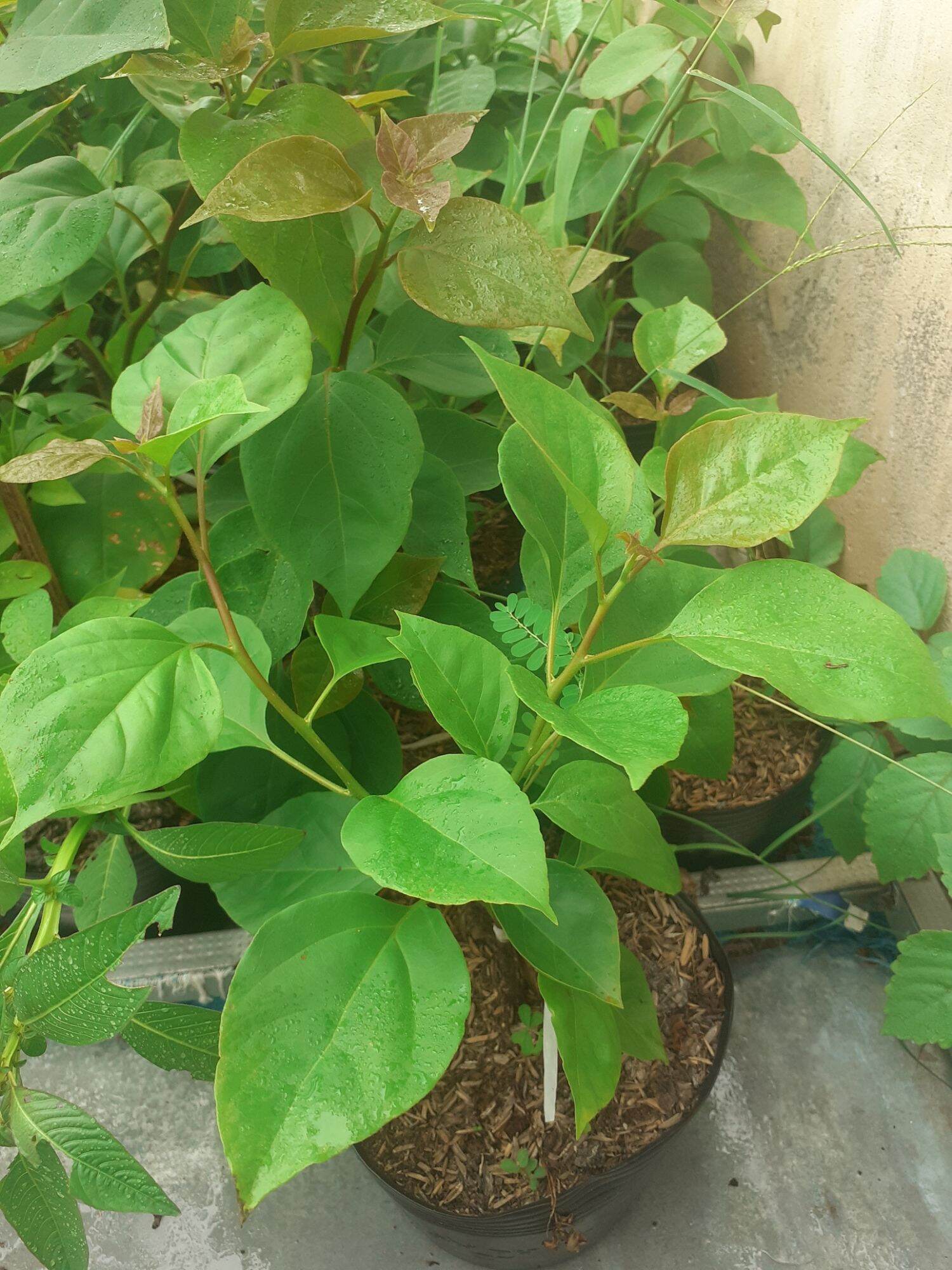 Cây hoa giấy Ấn Độ size mini