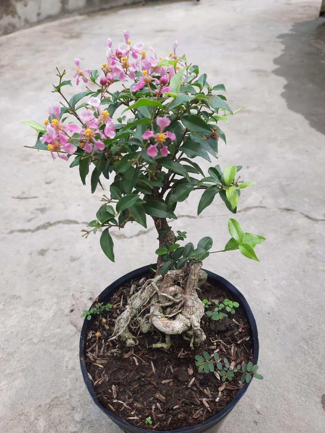 Cây hồng ngọc mai phong thủy