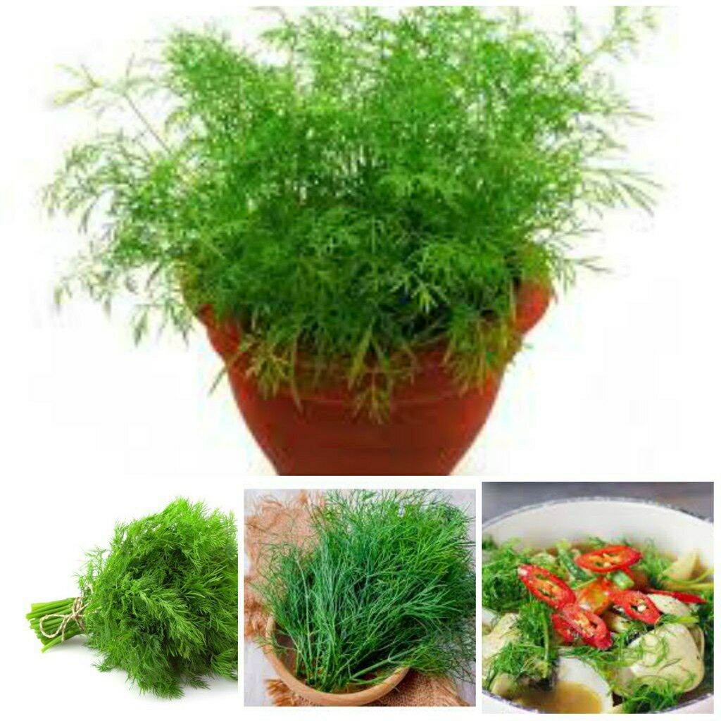 Hạt giống rau thì là dễ trồng, dễ chăm sóc