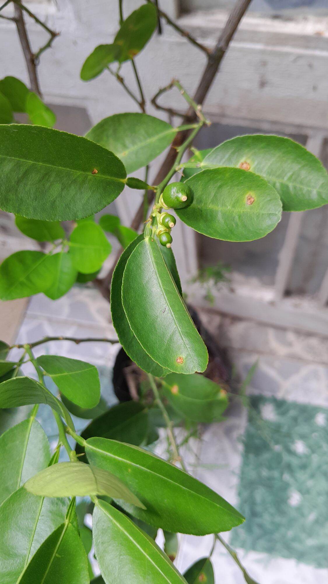 Potted Paper Lemon Tree, 1.2m Tall, with Fruit