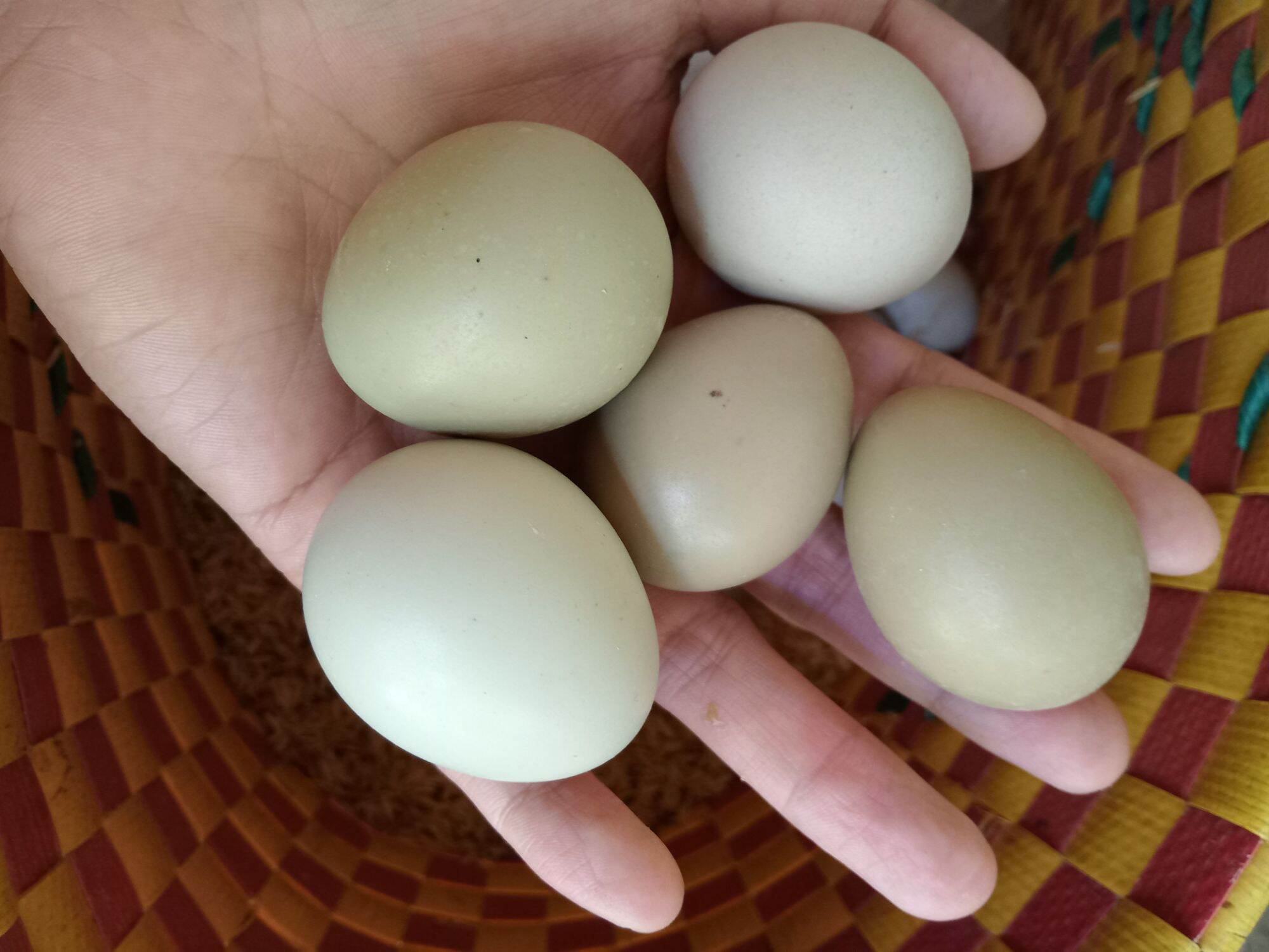 10 quả trứng chim trĩ so ăn rất bổ