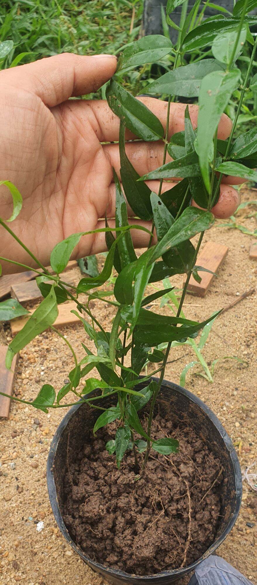 giống chè vằng sẻ| chuẩn giống