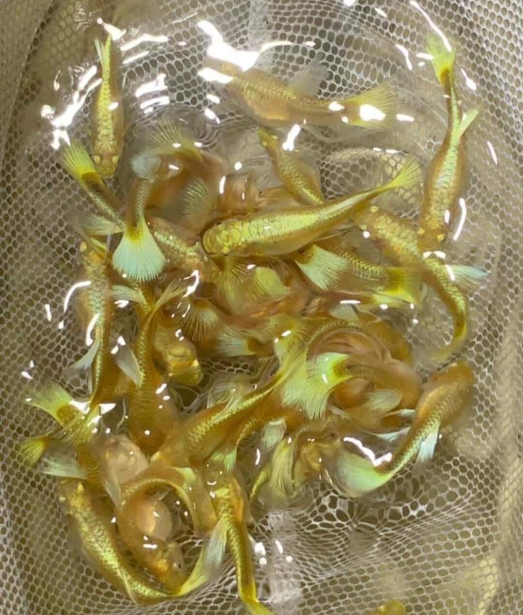 Cá 7 màu full gold 1 cặp trống +  mái sinh sản không cần sủi oxy .hoàn