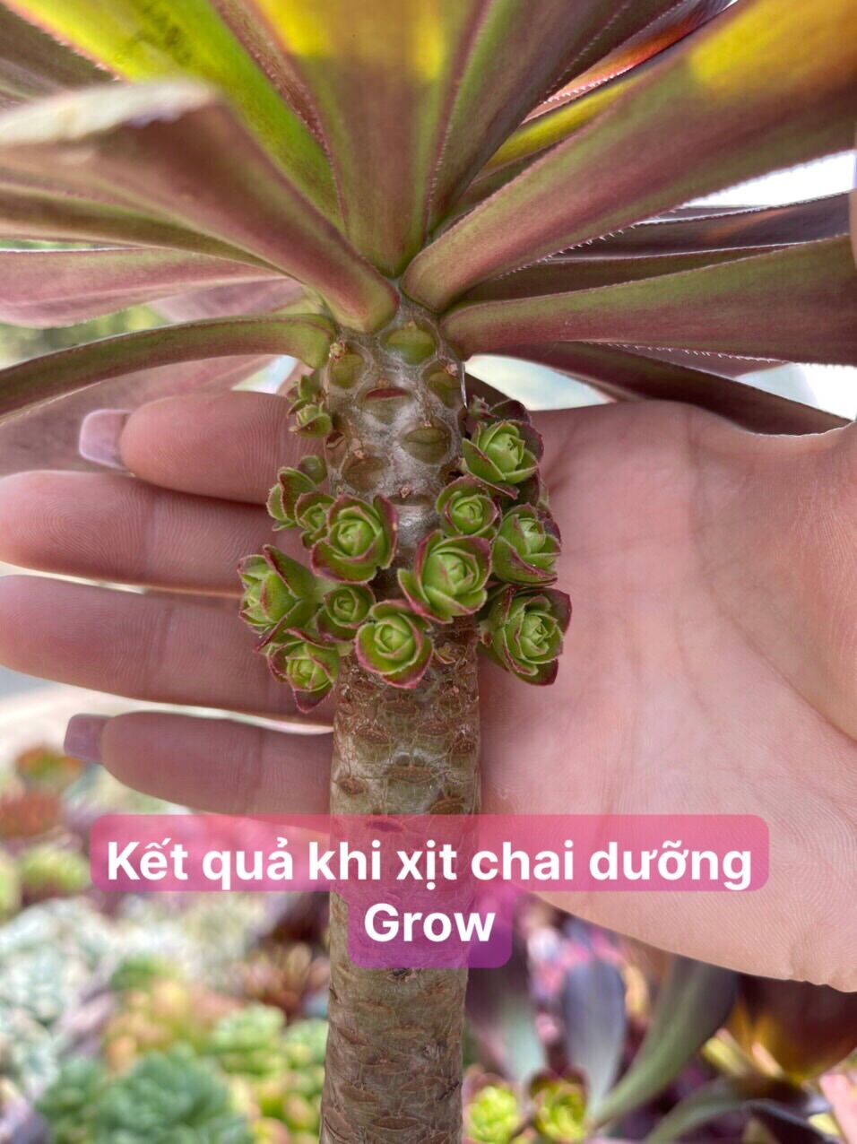 Dưỡng và chăm sóc sen đá Grow
