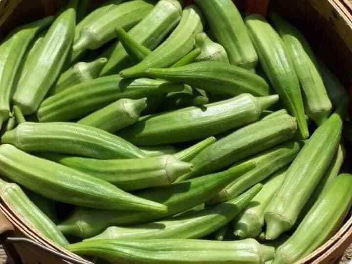 Hạt giống đậu bắp xanh