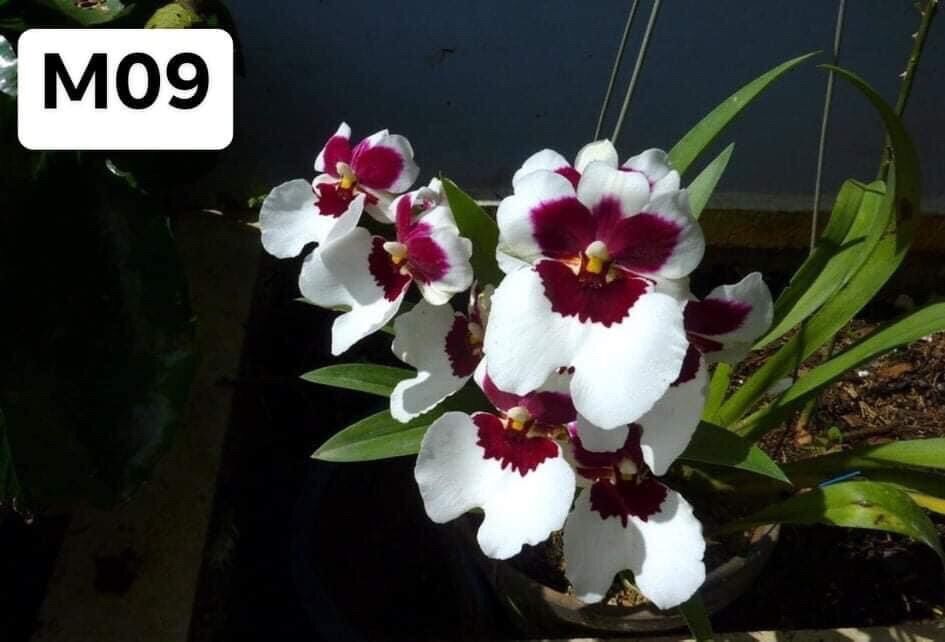 Hoa lan vũ nữ tonia