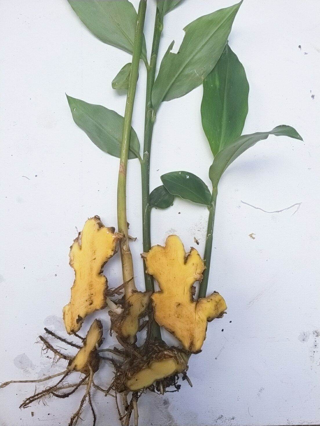 củ gừng gió tươi 1kg