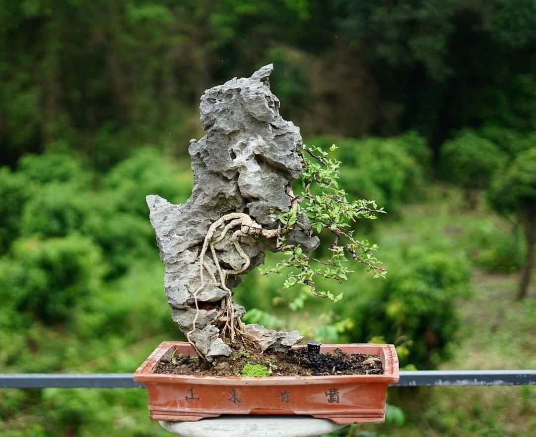 ĐÁ ghép cây bonsai mini.trang trí bể cá cảnh