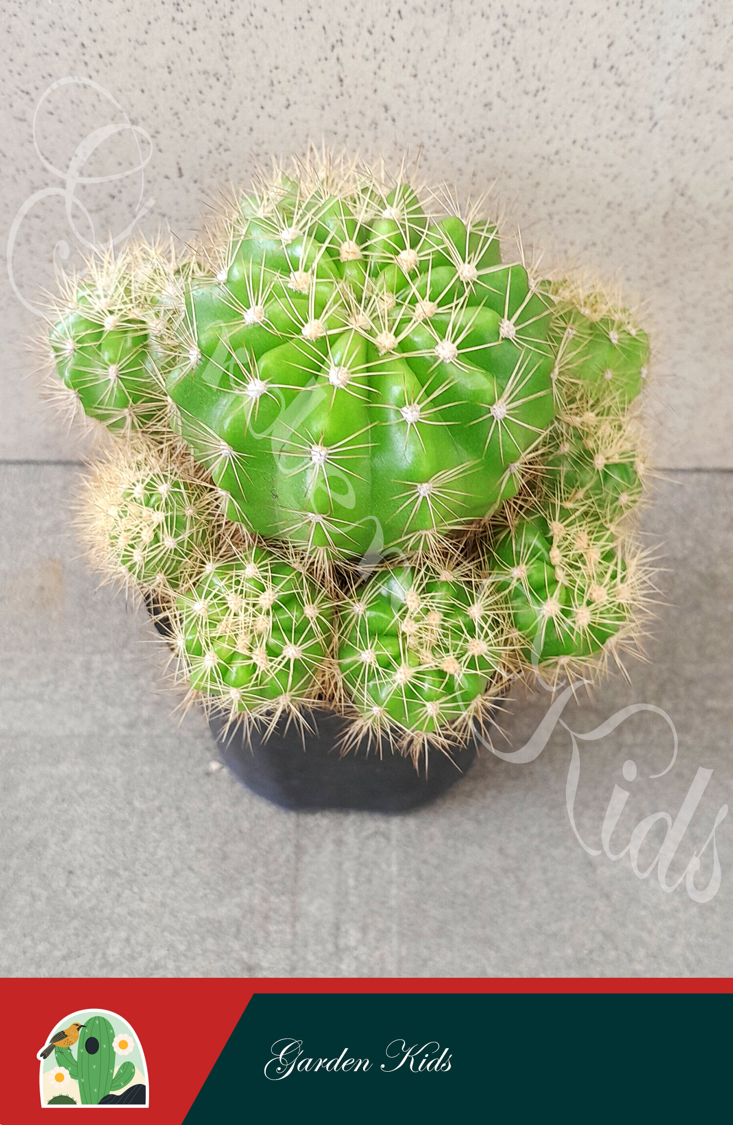 Xương rồng bí xanh bụi