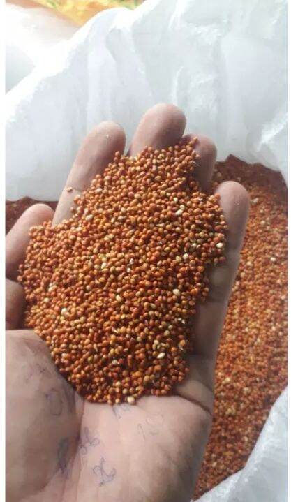 Hạt Kê Đỏ Nhỏ cho chim cảnh, gà, bọ... 1kg