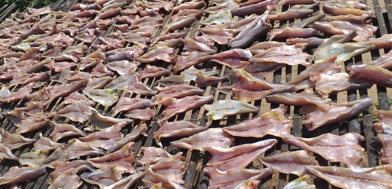 Khô cá lóc cửng 1kg đặc sản An Giang