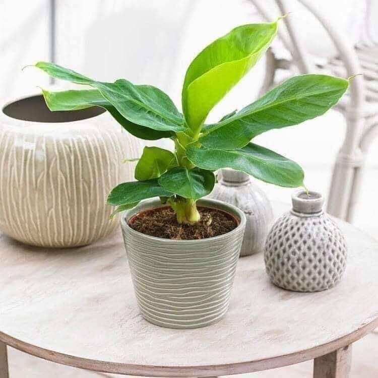 Chuối cảnh mini(1 cây)