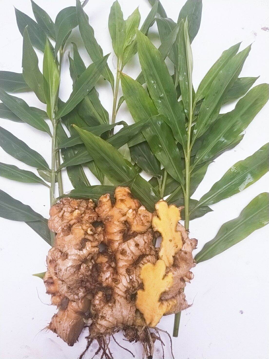củ gừng gió tươi 1kg