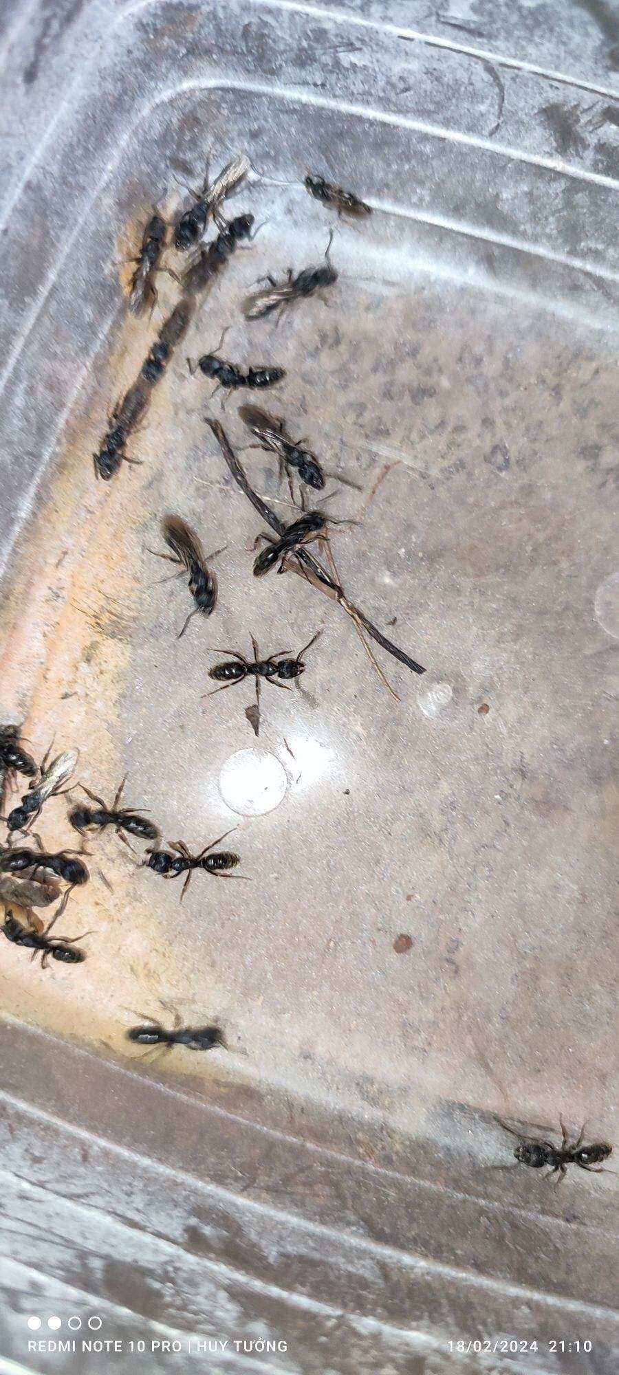 kiến cảnh ecto trên 10w +2q+nhiều q non