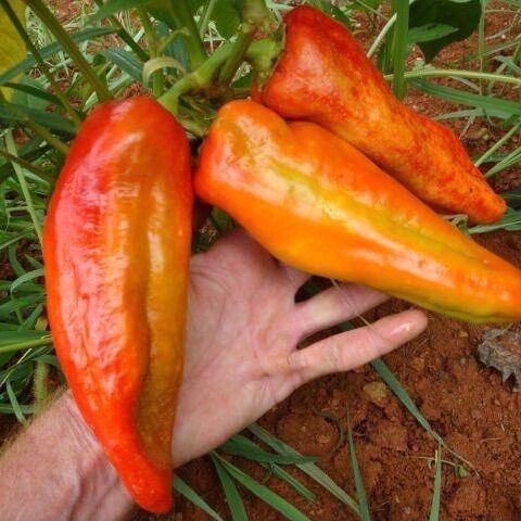 HẠT GIỐNG ỚT SỪNG NGỌT ACUGA MỸ