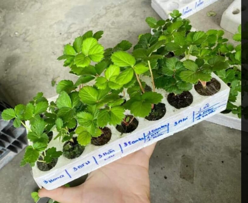 Combo 11 cây mô vỉ dâu