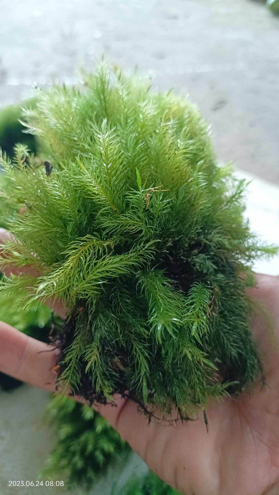 Rêu spinny, rêu đuôi sóc, sỉ inb