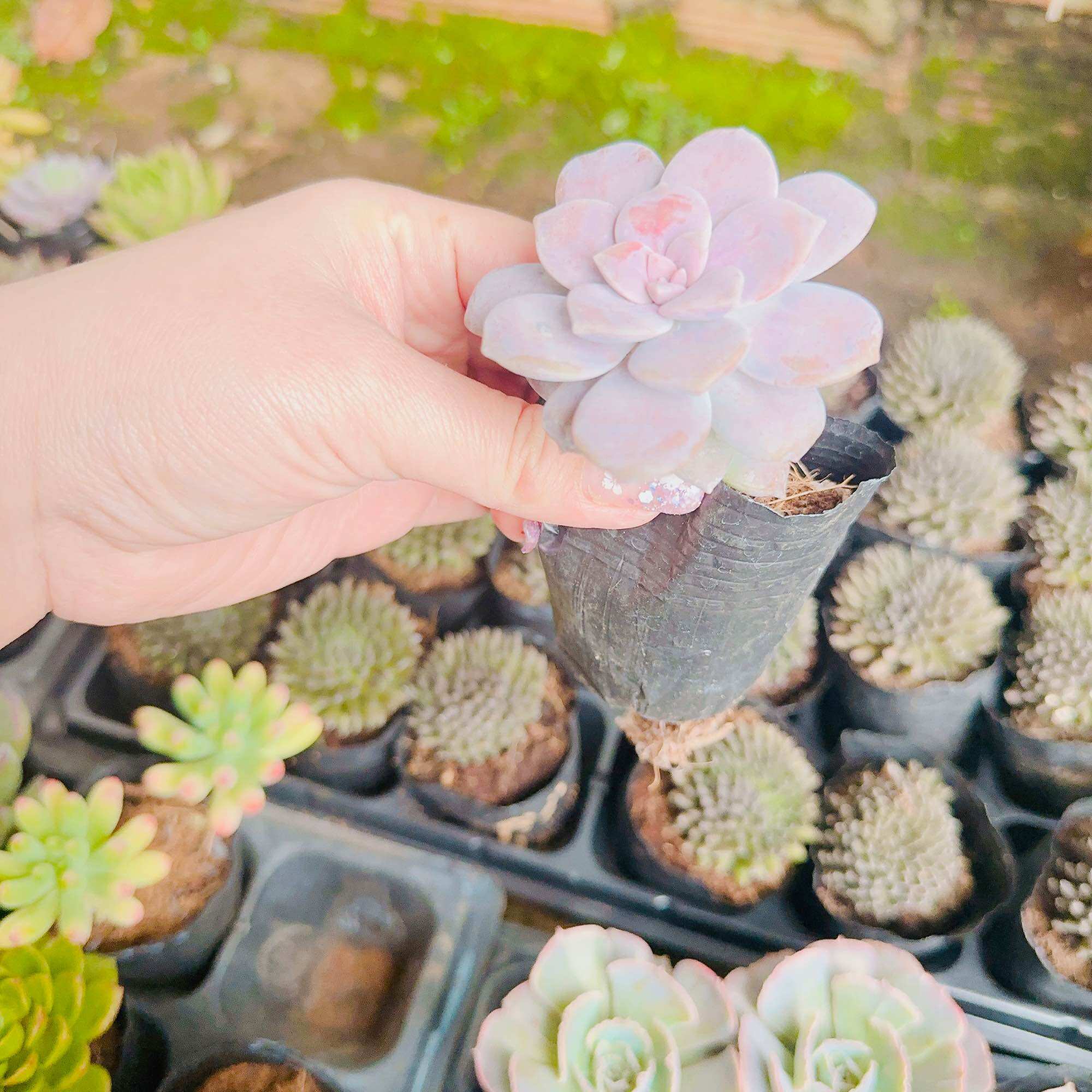 Sen đá dĩa hồng size bầu 3-5 cm