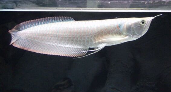 Cá ngân long size 18+cm, hoàn tiền khi có rủi ro do vận chuyển