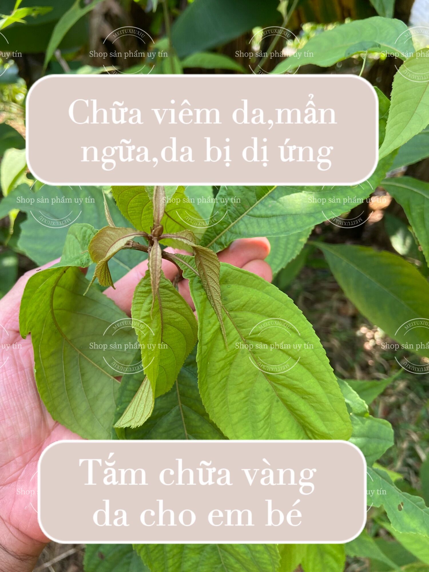 Cây nàng nàng trứng ếch