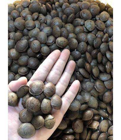 500G Hạt Sachi Daklak
