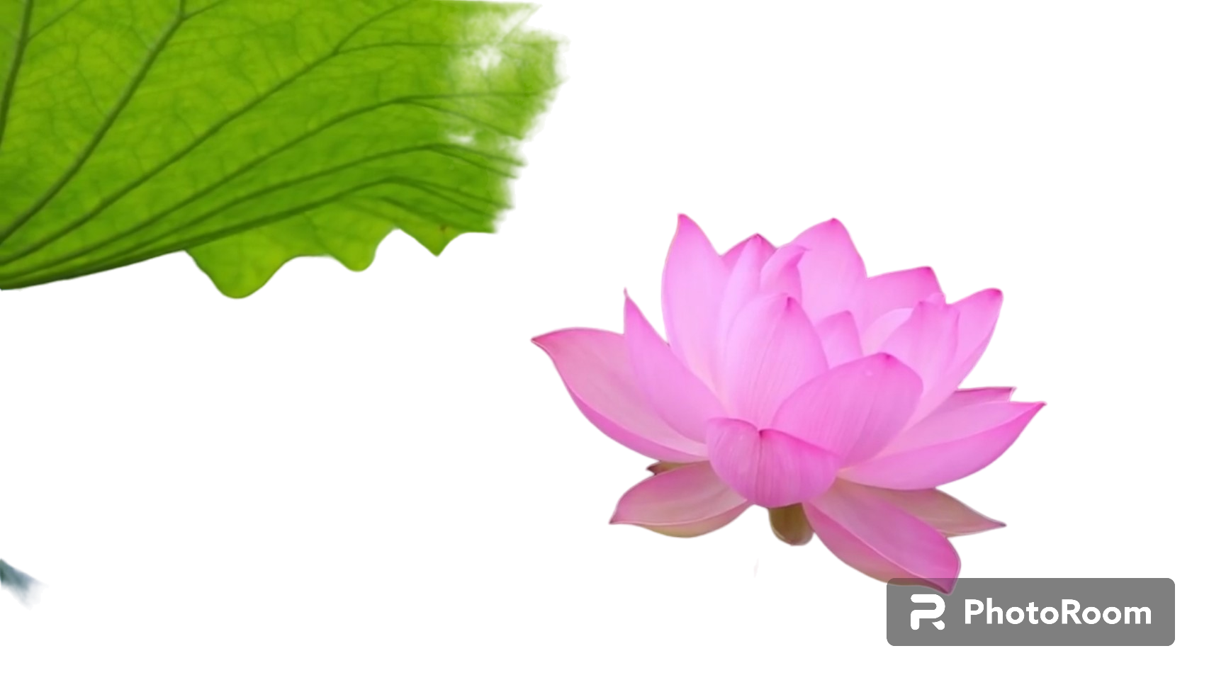 Gương sen khô 1kg (búp sen)