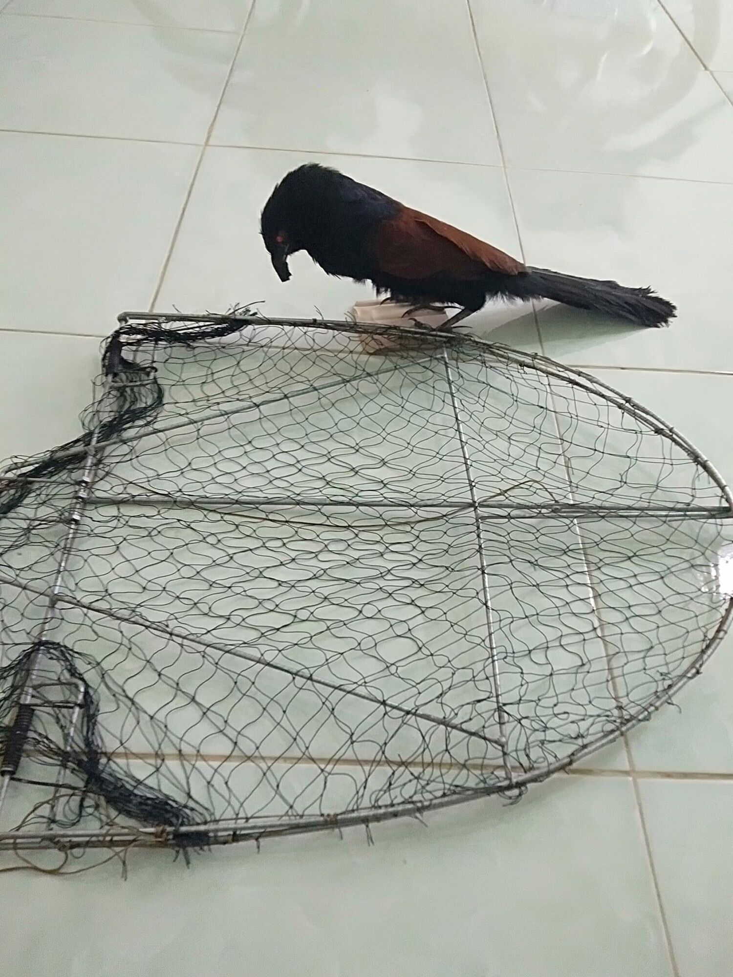 Mẹt bịp+ bịp giả