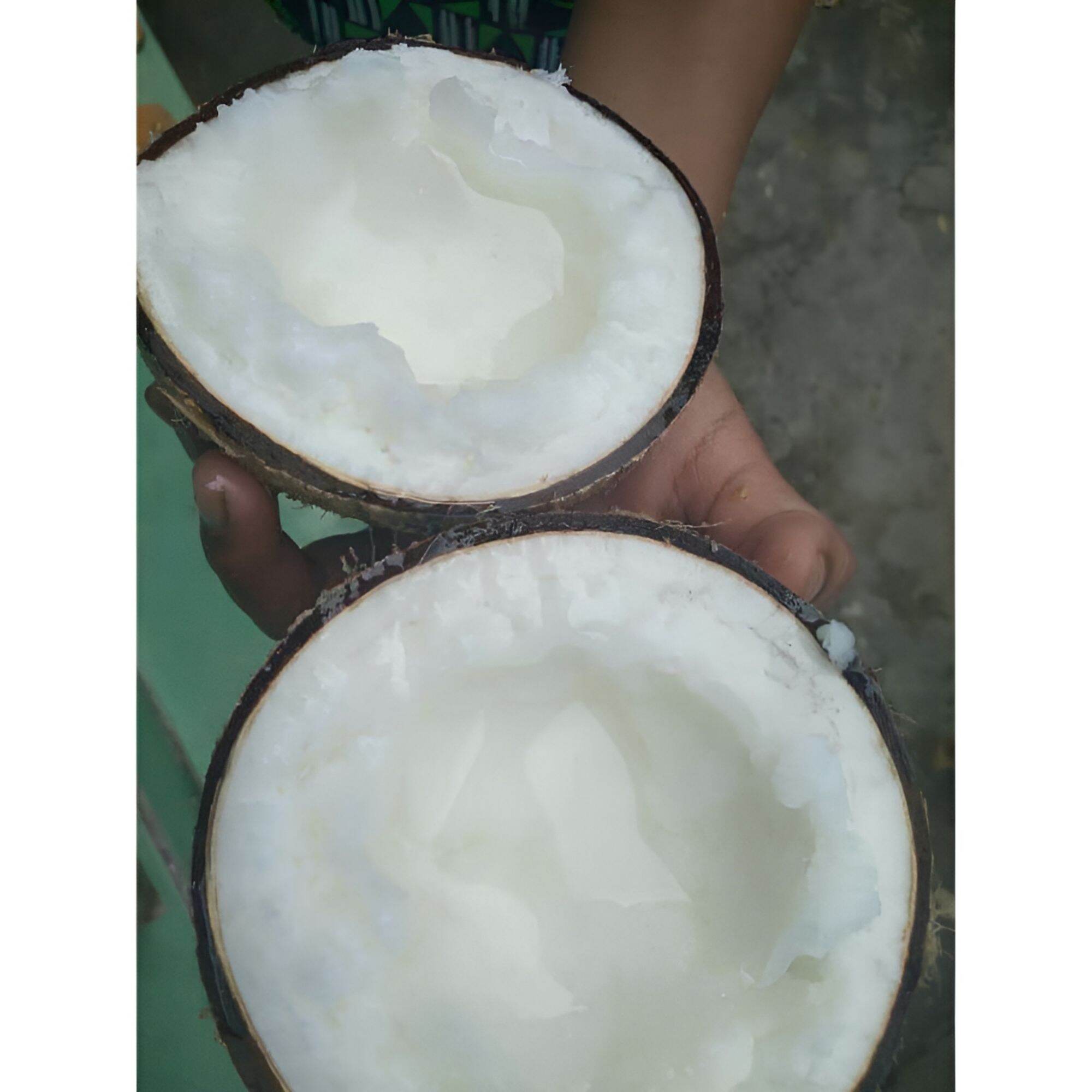Dừa Sáp Cầu Kè Loại 1 Đặc Biệt (Nhiều Size)