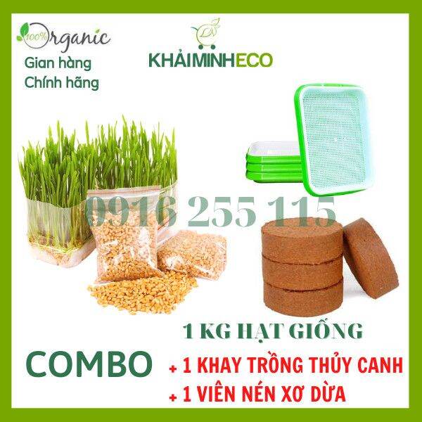 1 kg hạt giống cỏ lúa mì hữu cơ siêu tiết kiệm khải minh