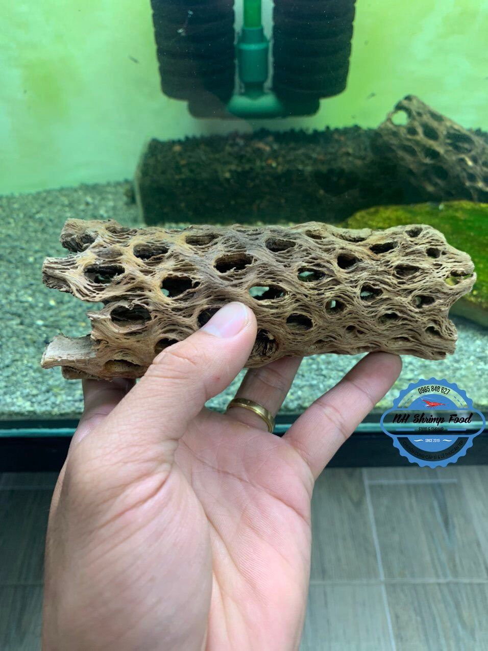 LŨA XƯƠNG RỒNG TEDDY BEAR CHOLLA CACTUS WOOD.