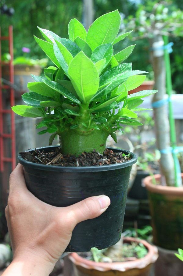 Gói 10 hạt giống hoa sứ Kim tự tháp