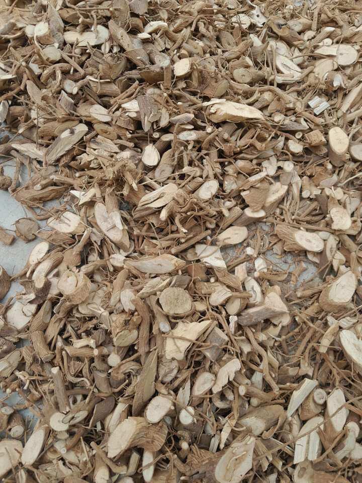 Rễ cây xích đồng nam khô.