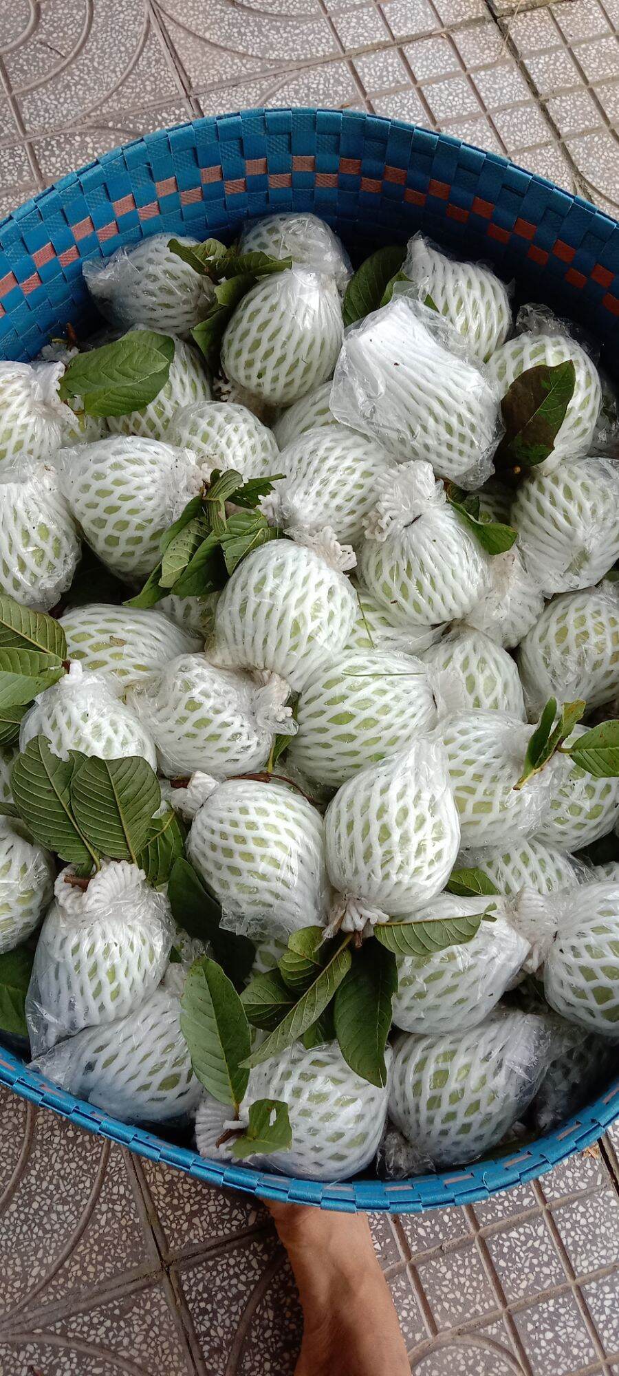 ỔI NỮ HOÀNG 1KG