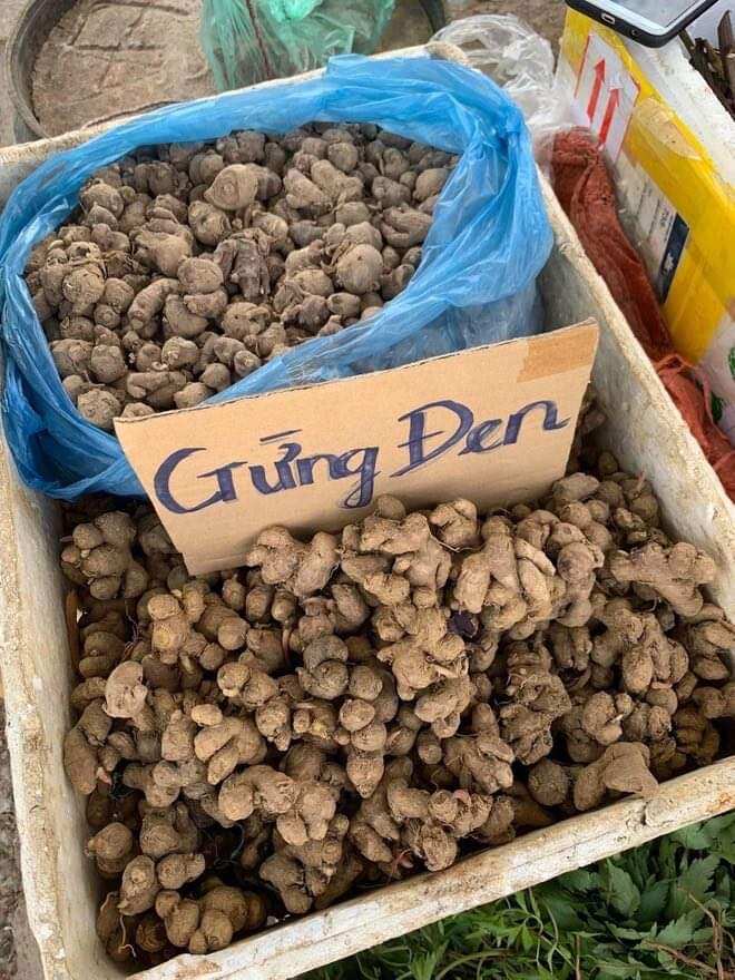 Gừng đen tươi sản phẩm tây bắc